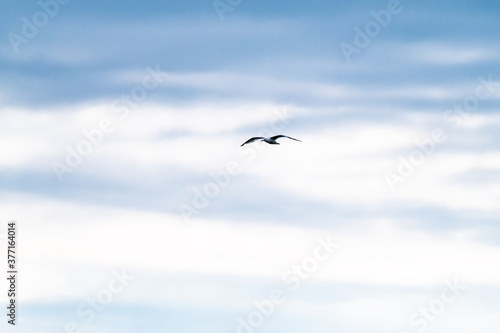 Seagull flying in the cloudy irish sky