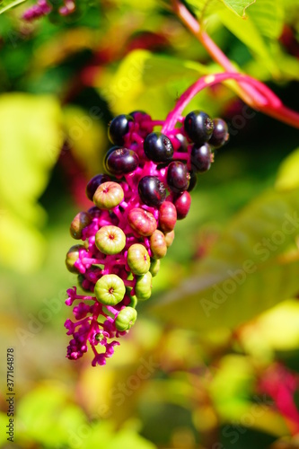 Pokeweed in the glow of the setting sun ,(Phytolacca americana)
