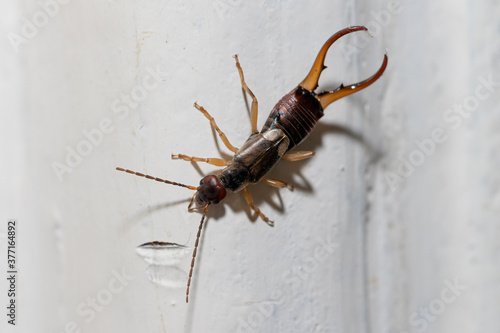 Common earwig, European earwig or tick (Latin Forficula auricularia) is an omnivorous insect from the order of leathery-winged photo
