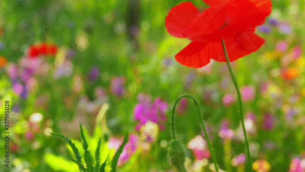 gardening, botany and flora concept - beautiful field flowers in summer garden gardening, botany and flora concept - beautiful field flowers in summer garden