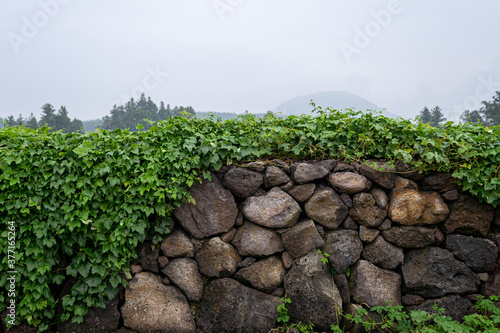 Ivy plants covering the beautiful stone wall of Jeju Island, Korea