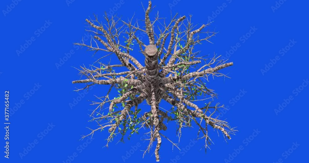 Video Tree Growth Animation Sequence Displaying Roots Leaves And video-tree-growth-animation-sequence-displaying-roots-leaves-and