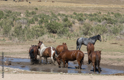 Wild Horses at a Waterhole in the Desert © natureguy