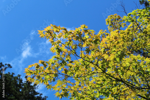 Low angle view of tree leaves with blue sky