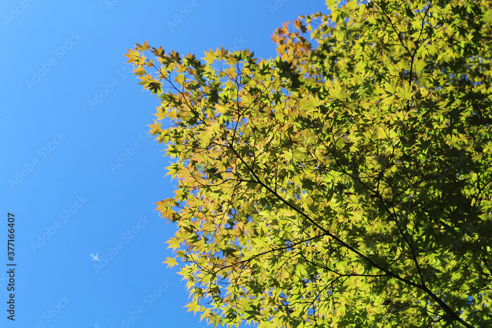 Low angle view of tree leaves with blue sky Low angle view of tree leaves with blue sky