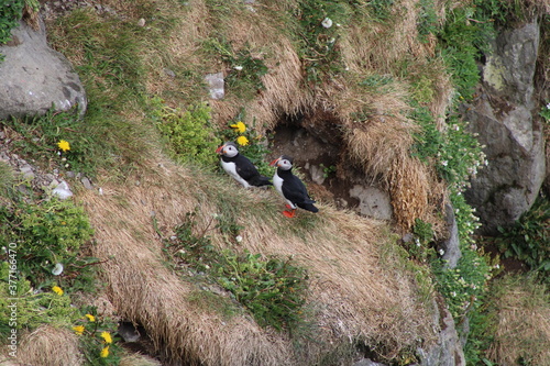 Puffin colony in northern Iceland in summer 2020 photo