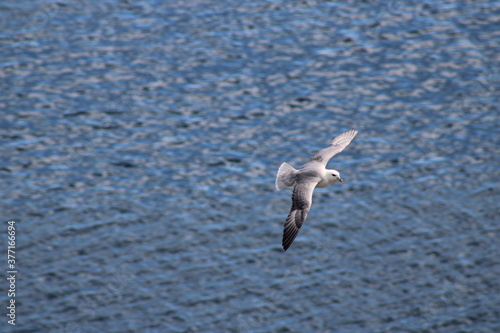 Black-legged Kittiwake (seagull) flying across the Atlantic Ocean at the coast of Iceland 