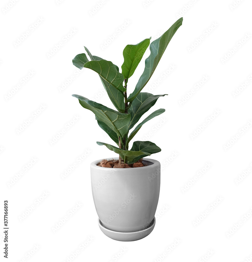 Fiddle Fig Tree with White Ceramic Pot on White Fiddle Fig Tree with White Ceramic Pot on White