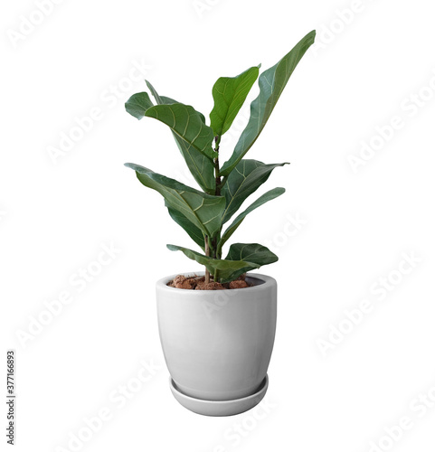 Fiddle Fig Tree with White Ceramic Pot on White