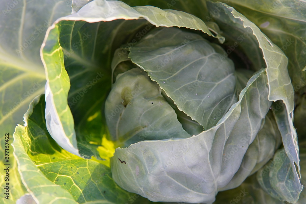 Obraz premium head of cabbage