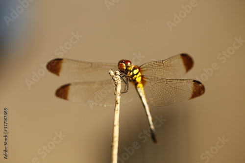 Wallpaper Mural 木の枝に止まるトンボ Torontodigital.ca