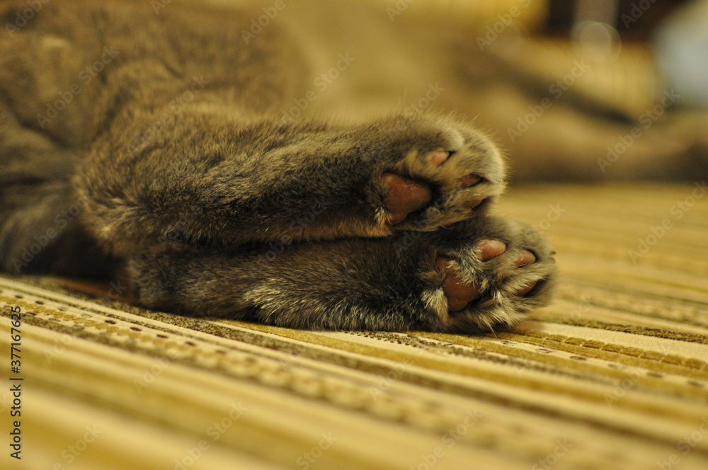 cat's hind legs pads cat's hind legs pads