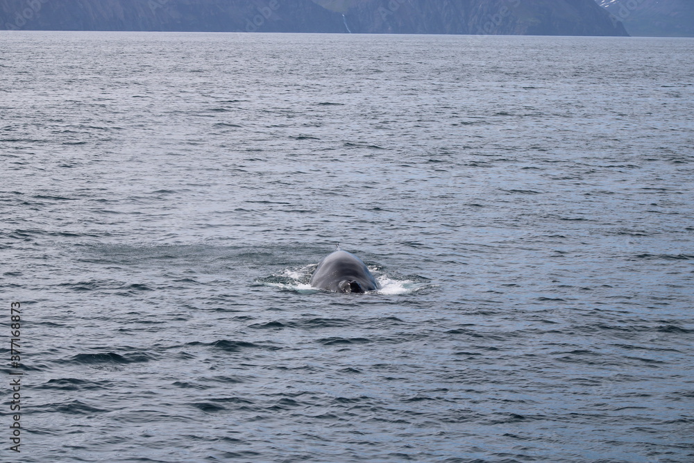 Fototapeta premium Whale Watching Tour around the city of Húsavík in northern Iceland, the whale capital of the world