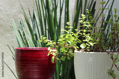 plants