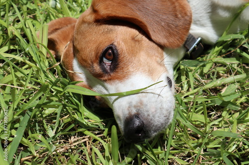 beagle