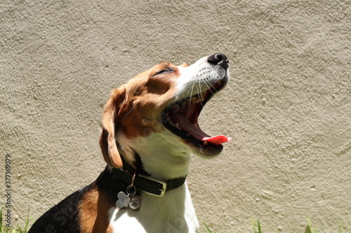 beagle