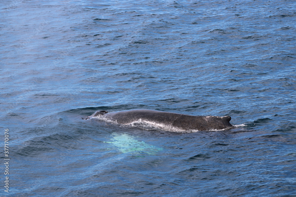 Naklejka premium Whale Watching Tour around the city of Húsavík in northern Iceland, the whale capital of the world