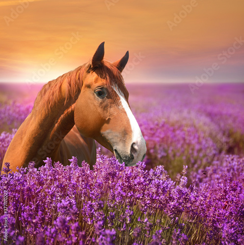 Beautiful chestnut horse in lavender field at sunset
