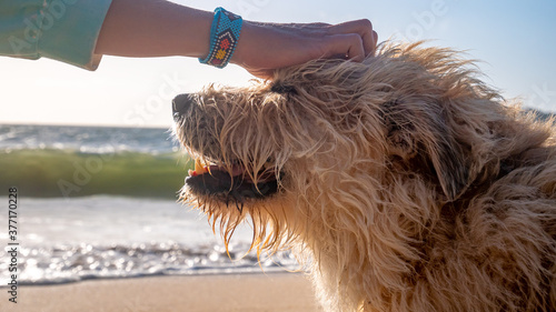 WOMAN WITH DOG ON THE BEACH AT SUNSET