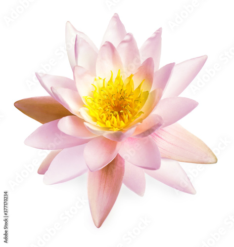 Beautiful pink lotus flower isolated on white