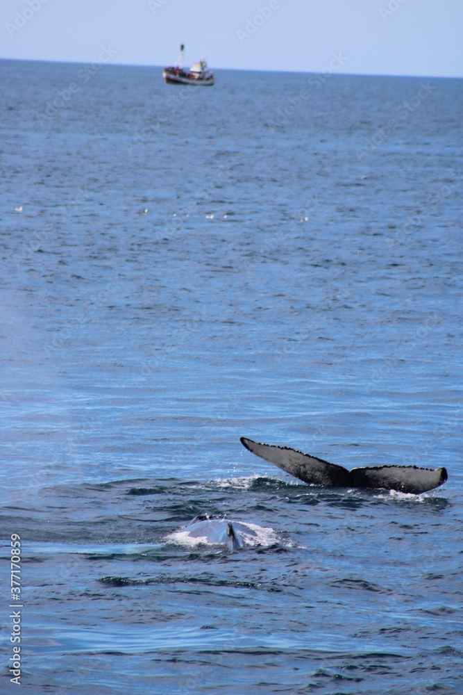 Obraz premium Whale Watching Tour around the city of Húsavík in northern Iceland, the whale capital of the world