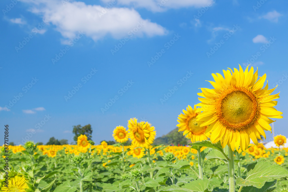 Landscape of natural sunflowers field blooming on blue sky background Landscape of natural sunflowers field blooming on blue sky background