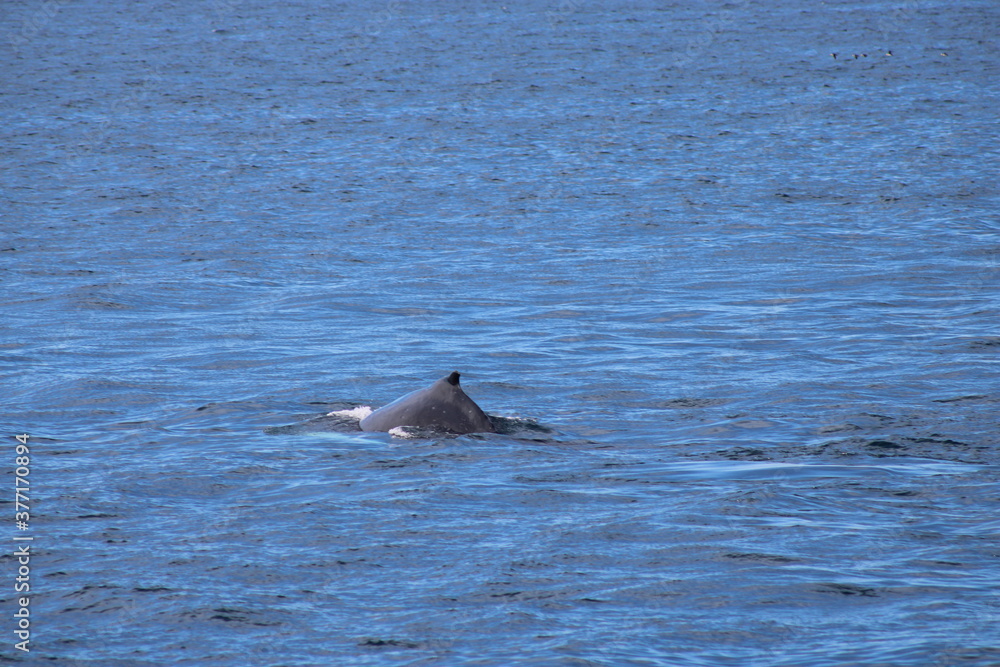 Fototapeta premium Whale Watching Tour around the city of Húsavík in northern Iceland, the whale capital of the world