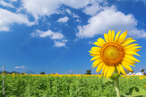 Landscape of natural sunflowers field blooming on blue sky background