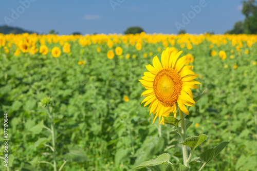 Landscape of natural sunflowers field blooming on blue sky background