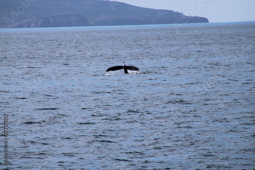 Whale Watching Tour around the city of Húsavík in northern Iceland, the whale capital of the world © been.there.recently