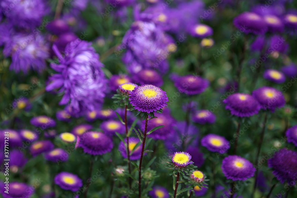 Autumn flowers-asters.
