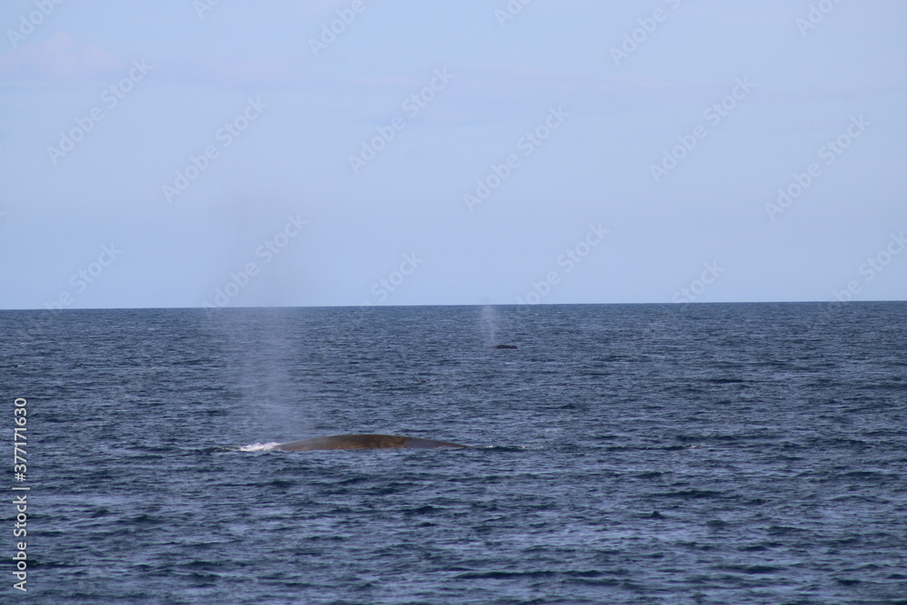 Whale Watching Tour around the city of Húsavík in northern Iceland, the whale capital of the world Whale Watching Tour around the city of Húsavík in northern Iceland, the whale capital of the world