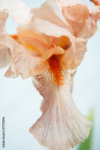 Beatiful macro photo of an iris flower nude beige yellow color shot on sunlight with white background 