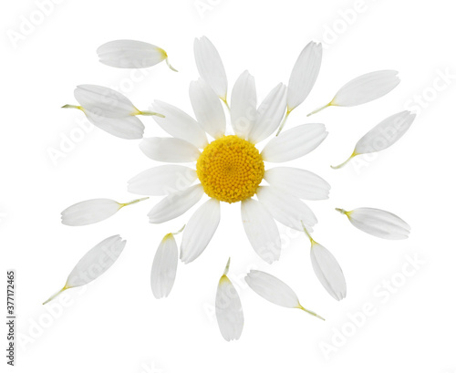 Chamomile flower with flying petals on white background © New Africa