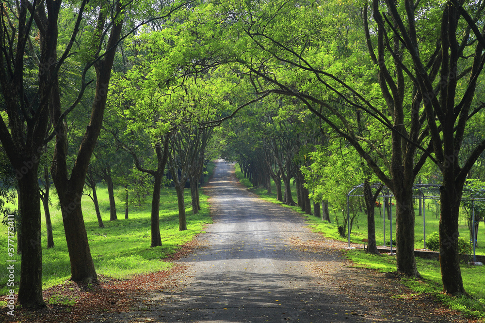 Tainan take the tree-lined road of Marse Farm Tainan take the tree-lined road of Marse Farm