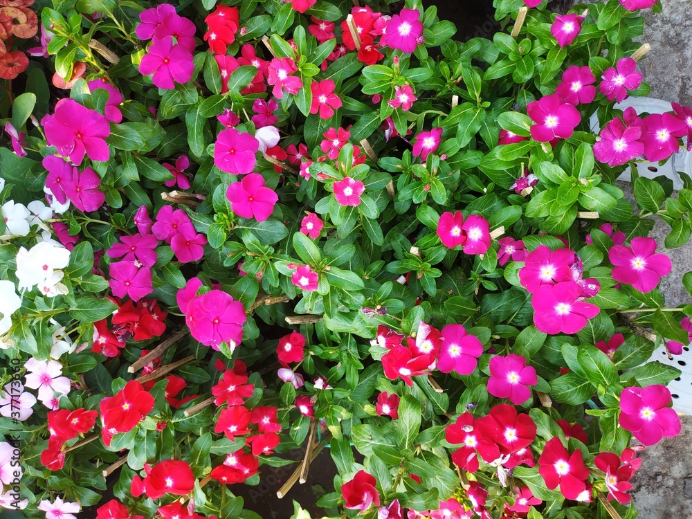 Fototapeta premium flowers in a garden