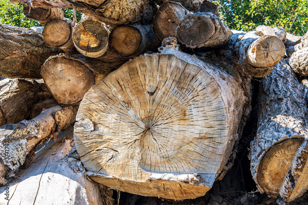 Pile of firewood in the forest. Close up of wooden logs with texture shown and green trees on background Pile of firewood in the forest. Close up of wooden logs with texture shown and green trees on background