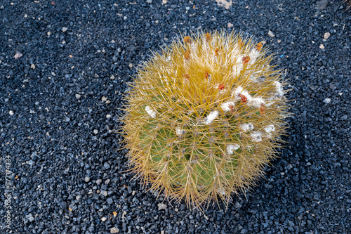Photography image of cactus on volcanic ground in Lanzarote, canary islands,