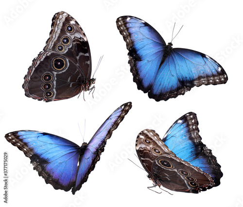 Set of beautiful blue morpho butterflies on white background photo