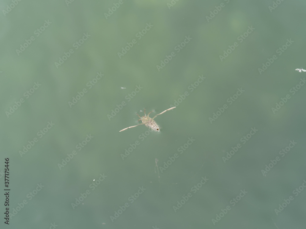 Notonecte ou abeille d'eau (Notonecta maculata) nageant sur le dos et — free download