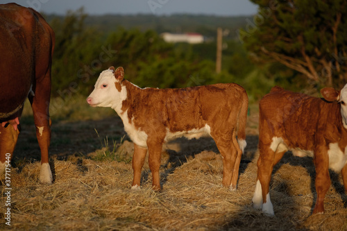 Hereford calf with beef herd on farm during summer morning.