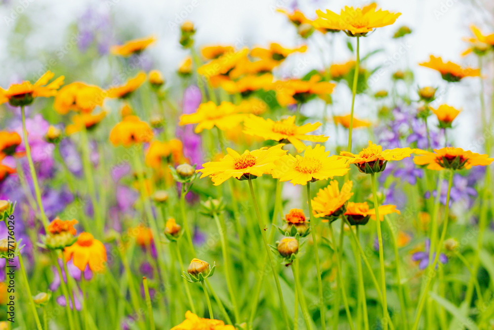Fototapeta premium Garden flowers close up. Screensaver, desktop wallpapers.