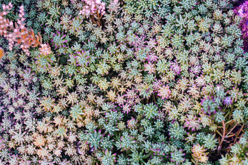 Carpet made of colorful succulents. Natural background, texture.