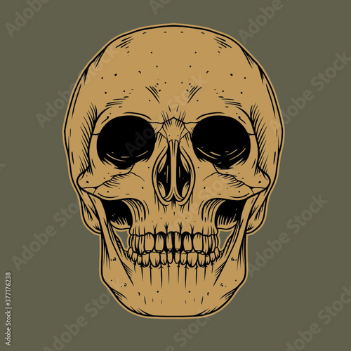 human skull vector illustration