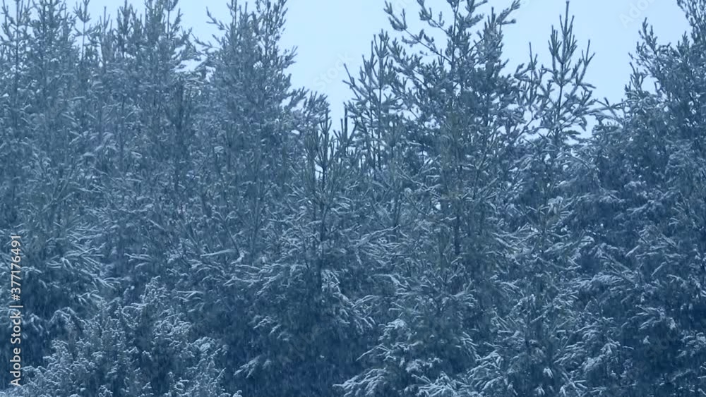 Foggy mountain, covered with snow, pine forest, fall season. Beautiful winter hills. Foggy mountain, covered with snow, pine forest, fall season. Beautiful winter hills.