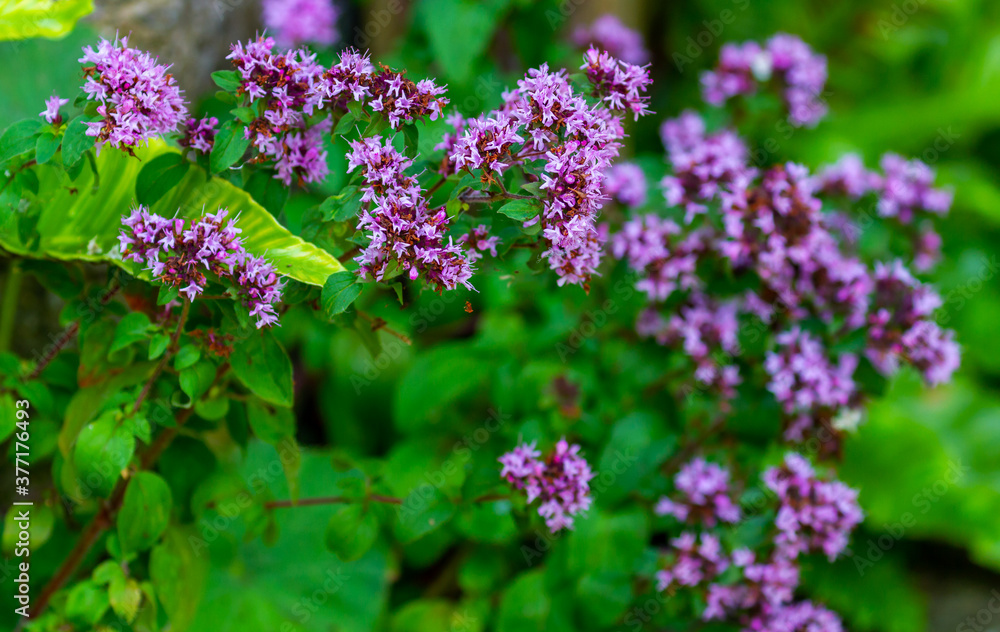 Pink wild marjoram flowers, Origanum vulgare. blooming during summer in garden in Ireland. Background of green leaves and flora Pink wild marjoram flowers, Origanum vulgare. blooming during summer in garden in Ireland. Background of green leaves and flora