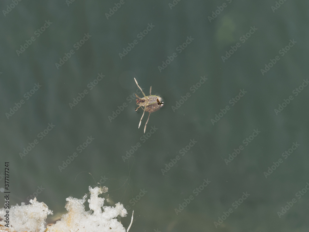 Notonecte maculée ou abeille d'eau (Notonecta maculata) Stock Photo — free download