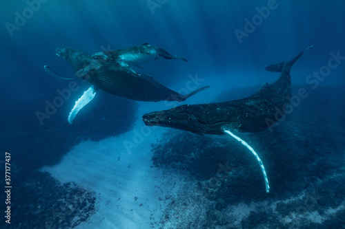 Humpback whale mom and calf with escort under surface photo