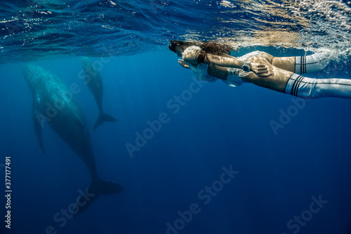 A female free diver swimming with humpback whales photo