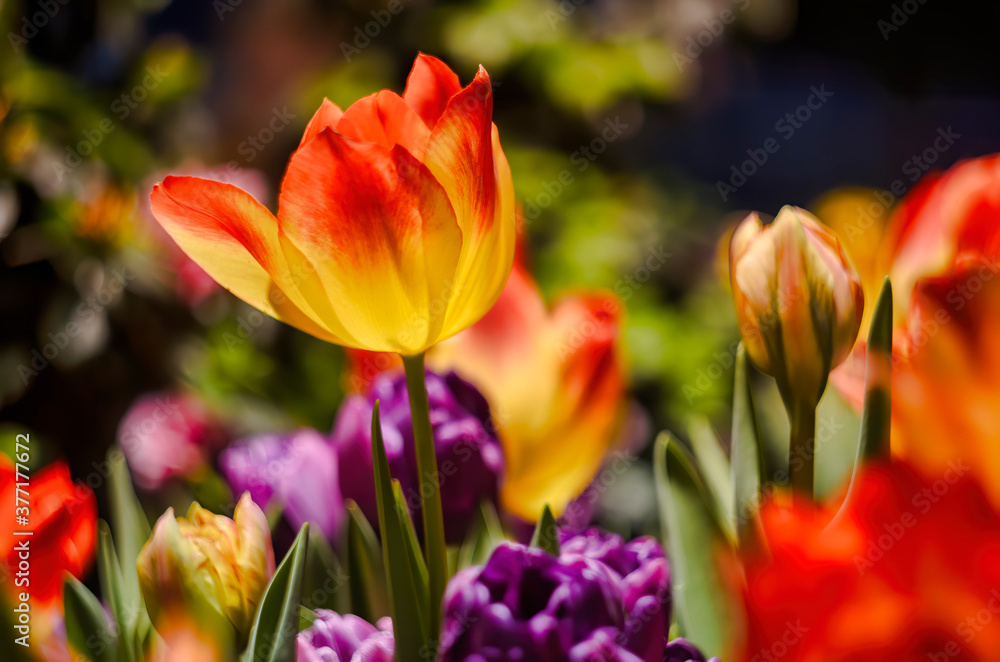 Amercian Dream tulip is blloming in spring Amercian Dream tulip is blloming in spring